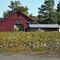 Cotton farm
