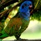 Pionus