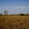Sabana