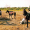 Cowboys at El Cimarròn