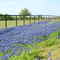 Bluebonnets