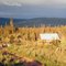Goldstream Rd, north of Fairbanks, AK, sep 1971