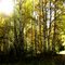 (81)Sunshine Through The Aspen's, Ester Dome, Fairbanks North Star Borough, Alaska