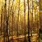 (83)Alaskan Aspen Forest in Fall, Ester Dome, Fairbanks North Star Borough, Alaska