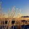 Frosty Morning in the Desert
