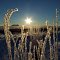 Icy morning - 5 degrees F.
