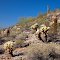 Sonoran Desert, Scottsdale Arizona:  A Different Kind of Green