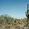 Sonora Desert in Bloom