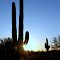 Desert Foothills Cactus