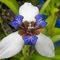 Flor Orquidácea (orchid flower)