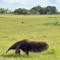 oso palmero en el llano colombiano