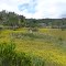 CAMPIÑA BOYACENSE  -COLOMBIA -
