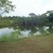 Cultivo Cachama - El Rincon Llanero - Pto. López