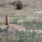 Prairie Dog Sentinel Off Hwy 67