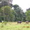 Saravena Farms