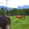 Arauca Countryside