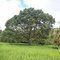 Arboles Valle de San Jose Santander