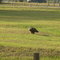 Eagle enjoying lunch