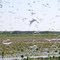 Lake Okeechobee, Startled Birds