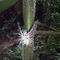 Mariposa rara1