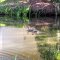 ducks
