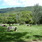 Achira Camping