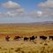 Indians and Cows at bolivian Highland