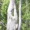 Eye of the Needle Tree