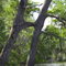 One Tree's branch growing into other tree.