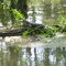 Gator on Log