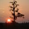 Manchac Swanp Sunrise
