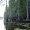 Manchac Bayou