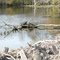 forgotten old boat ribs sticking out of the Tangipahoa River