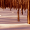 Shadows in the Snow