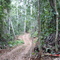 Abriendo camino en la selva