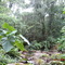 En medio de la selva