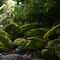 Arroyo en la selva