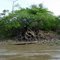 Tree clinging to the river bank...