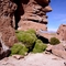 yareta
