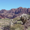 Cactus desert - Tupiza - Southern Bolivia