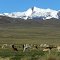 Camelidos, Frontera Peru Bolivia.