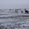 llamas en la nieve
