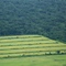 Farming in the Amazon