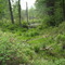 Beaver dam near the former town of Dana, MA