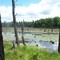 Beaver pond
