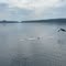 Quabbin Eagle gets my laker....
