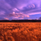 Wheat Field
