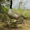 geese