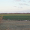 Wheat field