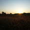 Foxtails in Sunset